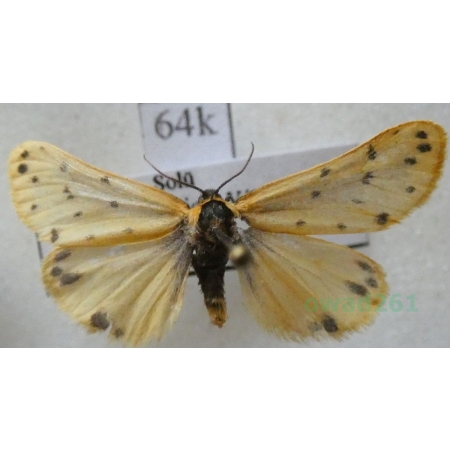 Setina roscida (Denis & Schiffermüller, 1775) Łada kroplica Hungaria64k